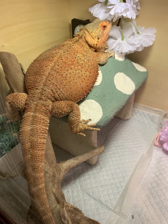きのこ型シェルターとフトアゴ