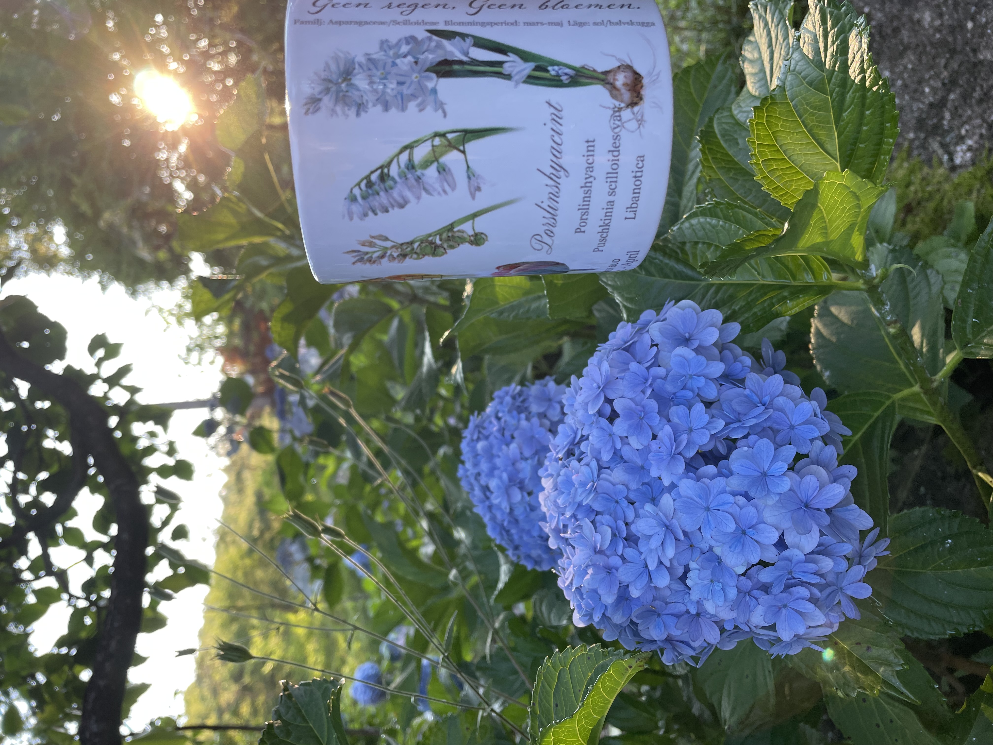 ブルーベリーとブルーの紫陽花。