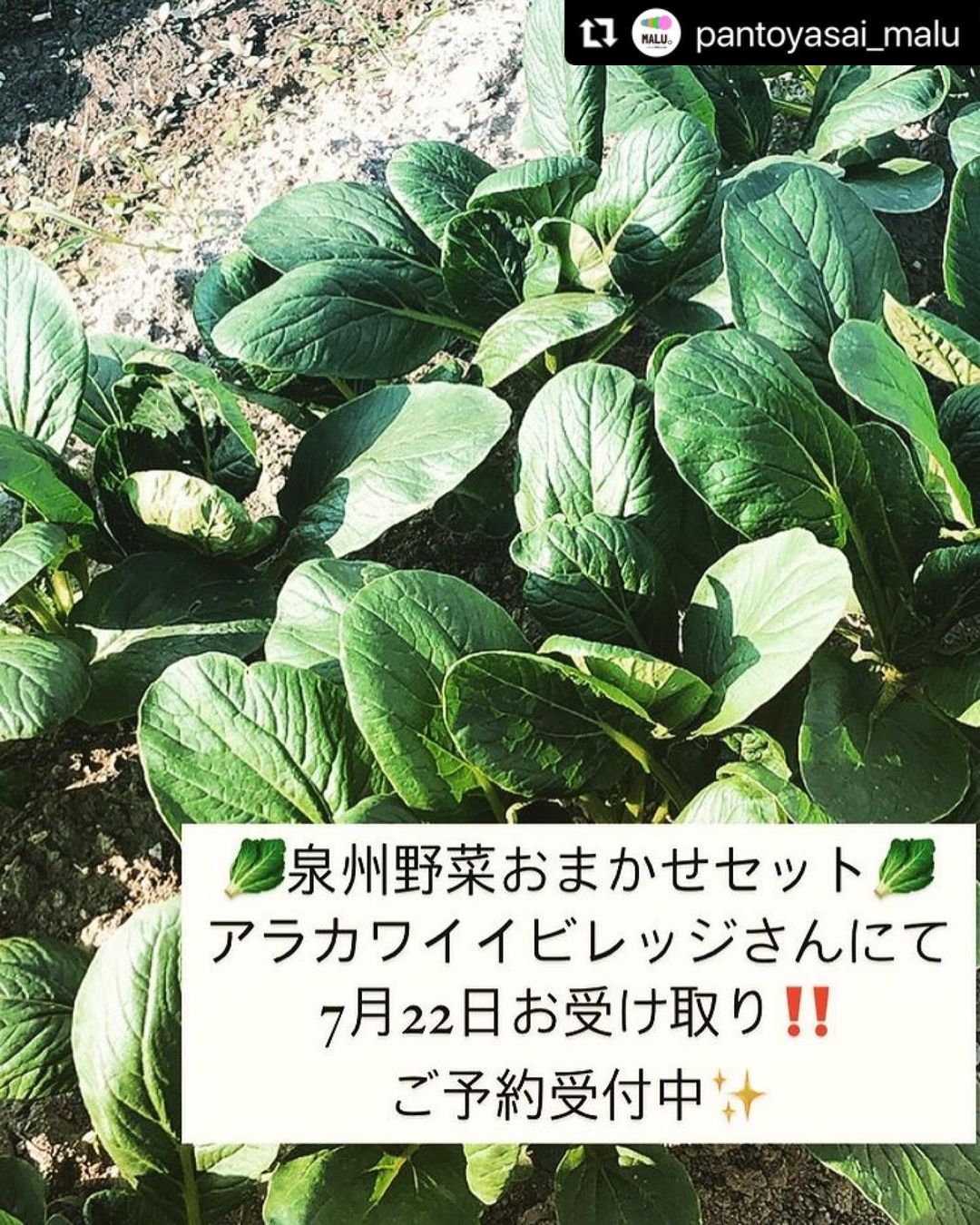 ARAKAWA ii VILLAGE 7/22のお野菜セットご予約承り中！！