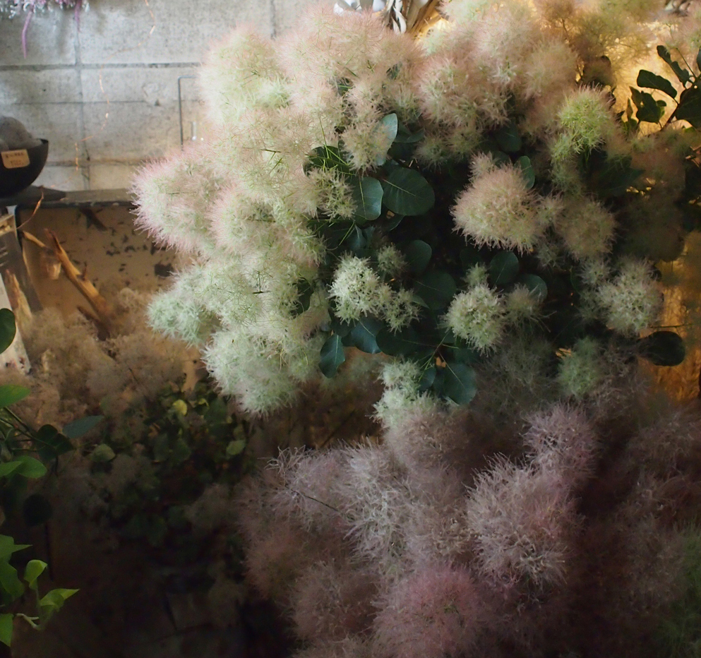 smoke treeのお話