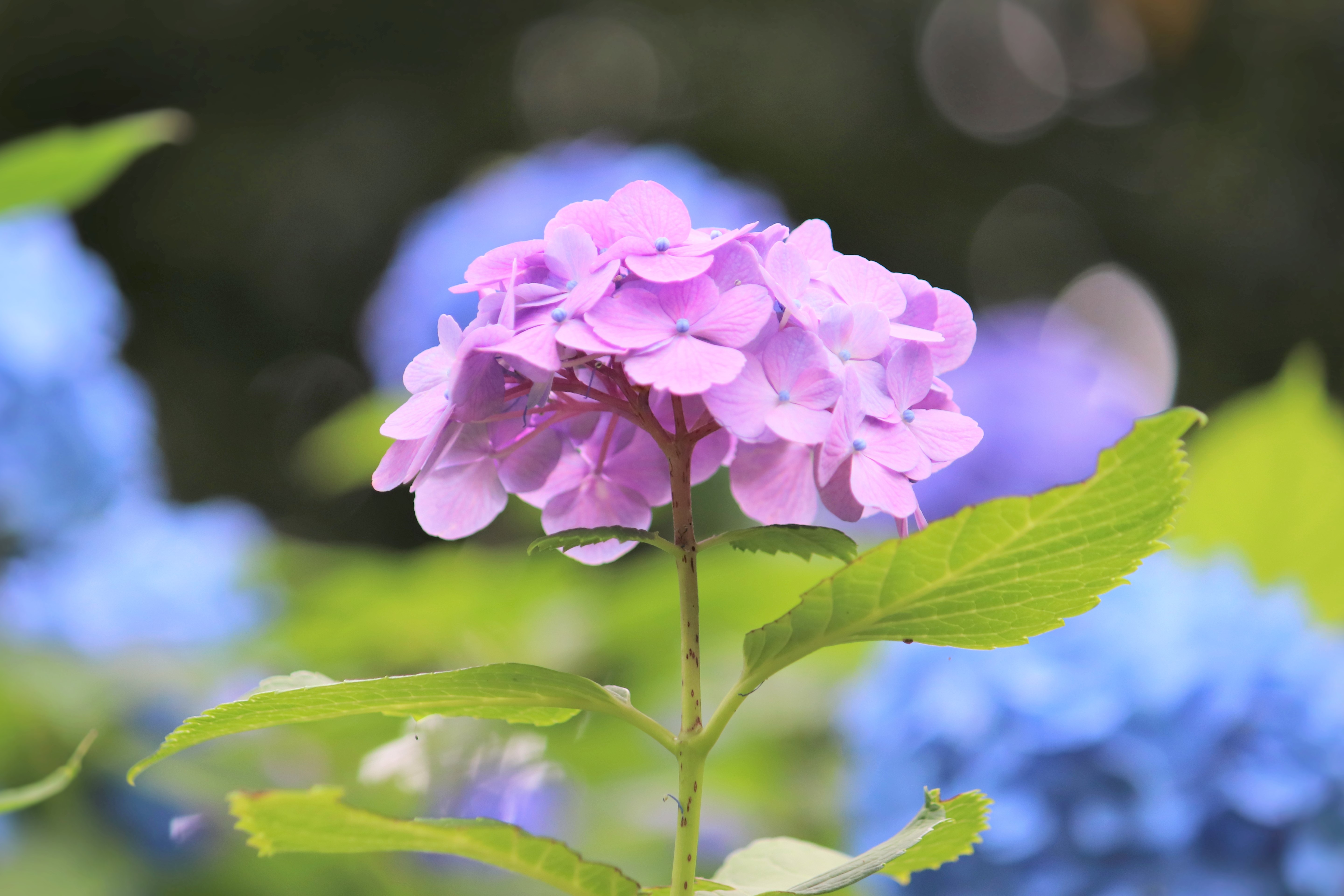 重曹スクラブでなぜ美肌づくりができる？  肌を傷めず、しっかり汚れを落とせる研磨力