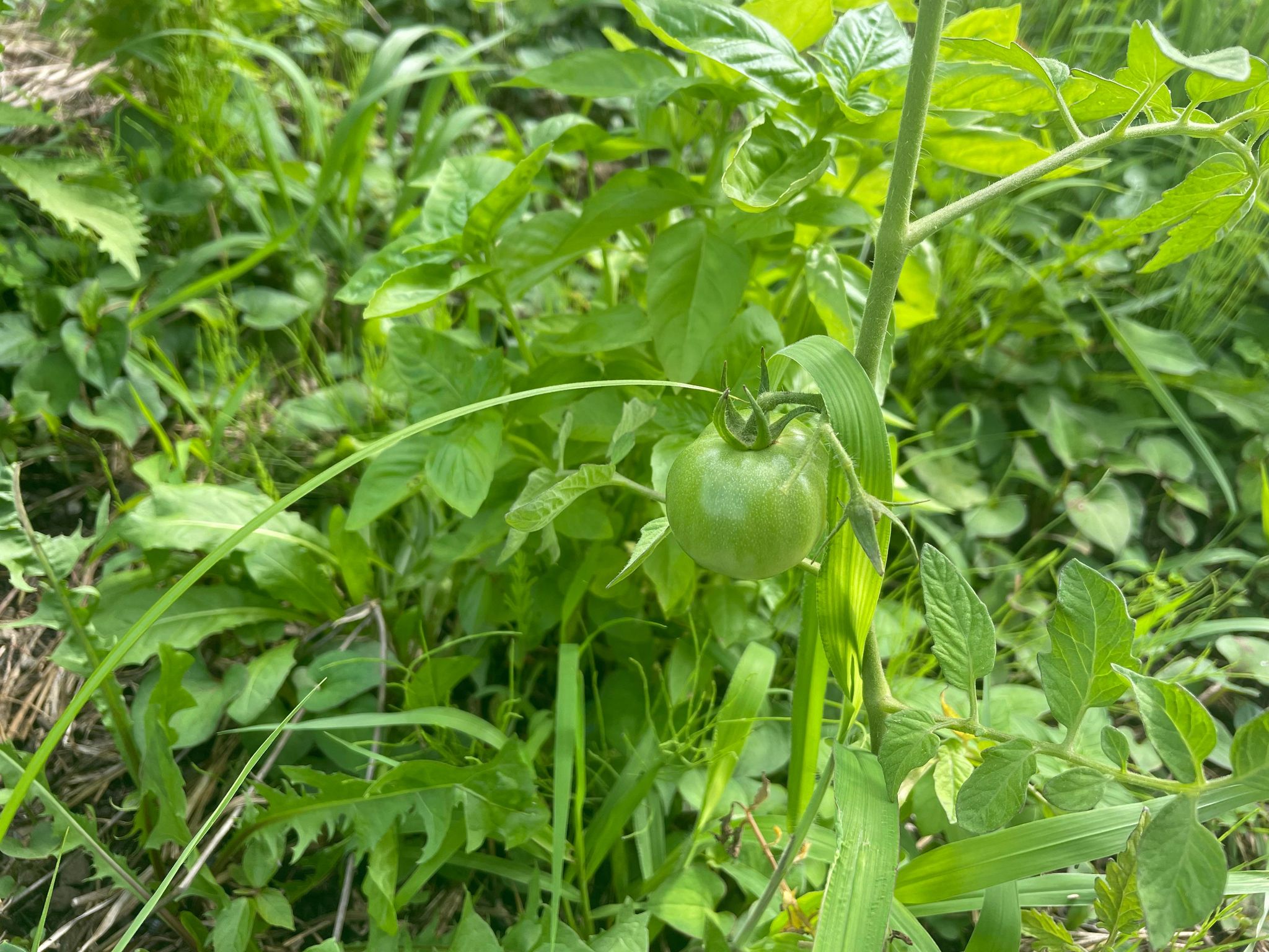 雨がすごい青森でした...。