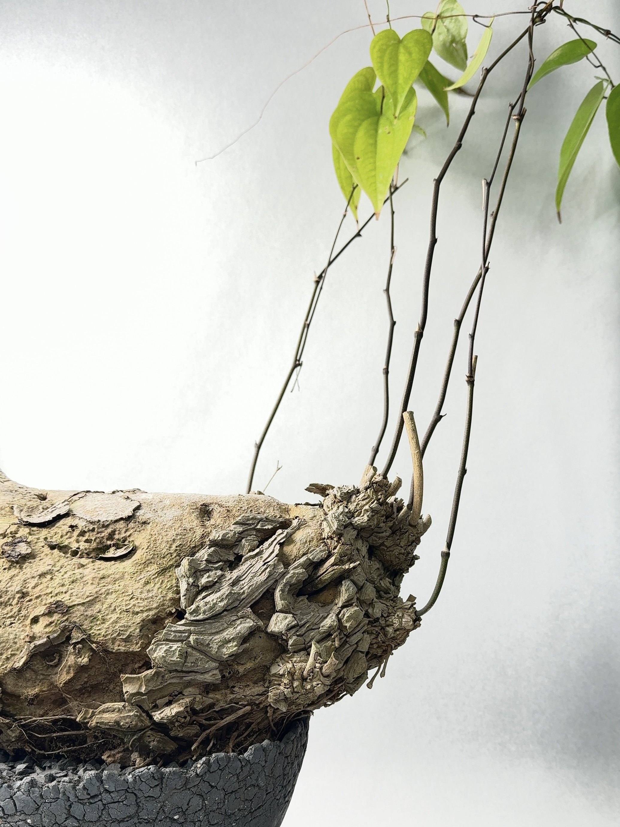 【 INDIVIDUALITY 】先行紹介1