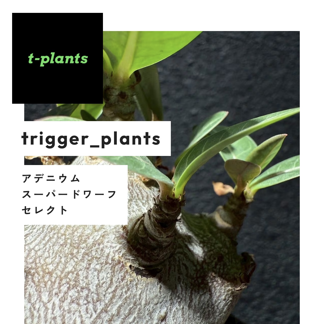 【ｔ－ｐｌａｎｔｓ】始動。