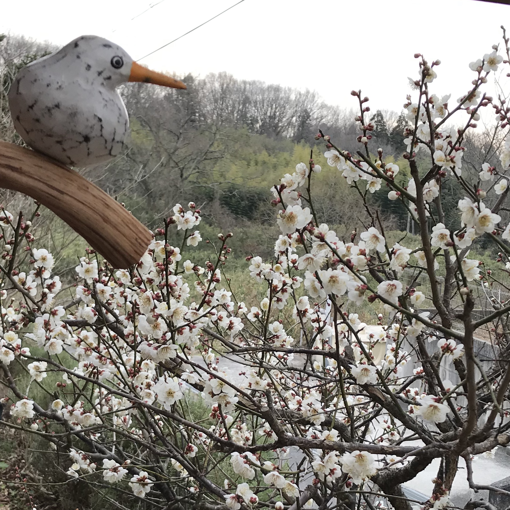 梅の花