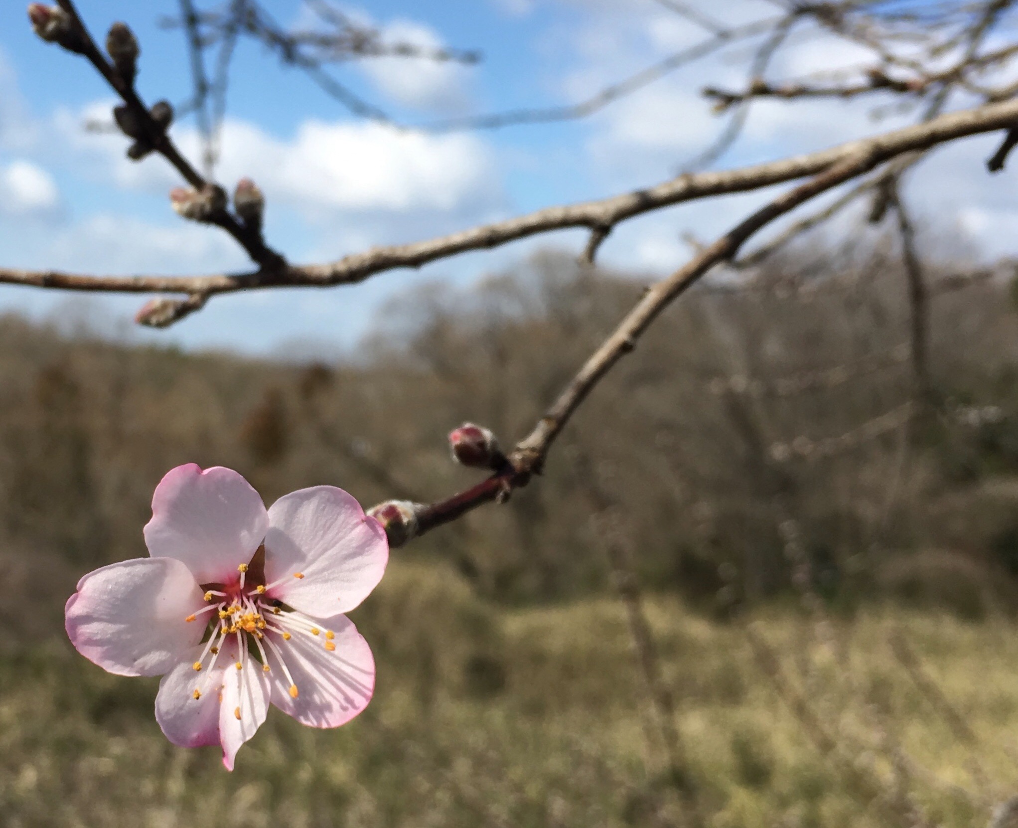 アーモンド開花