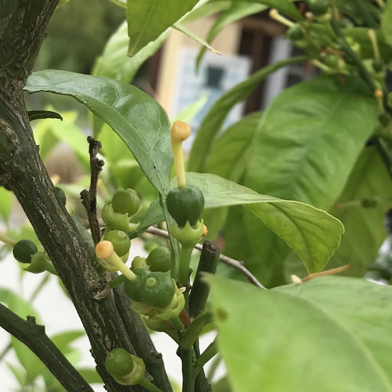 実のなる植物たち