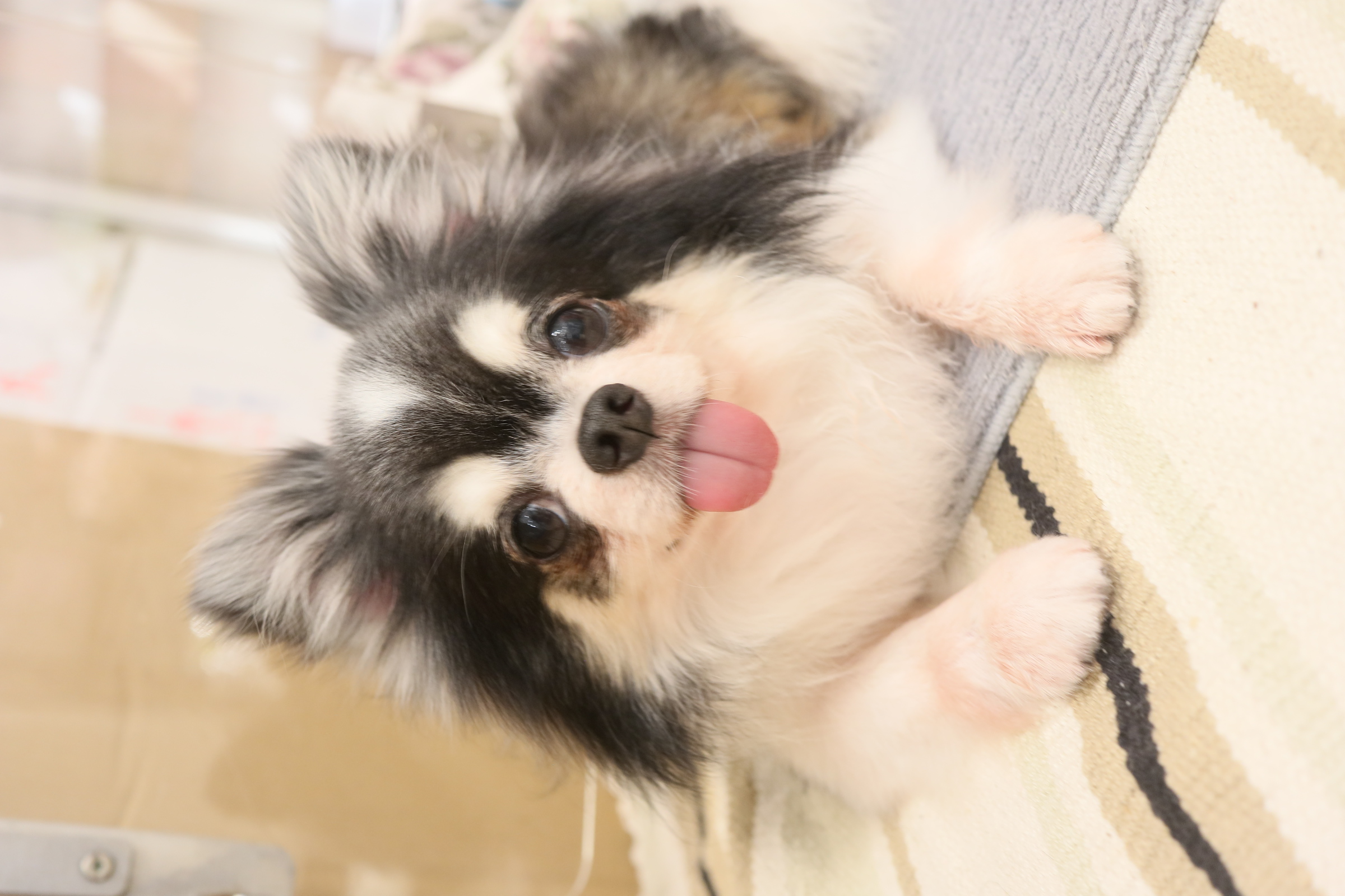 夏季休暇のお知らせ