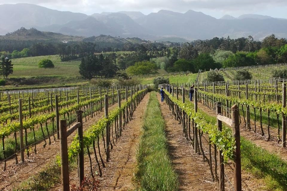 Elgin Vintners エルギン・ヴィントナーズ/南アフリカ屈指の栽培家たちが育む秘宝ワイン