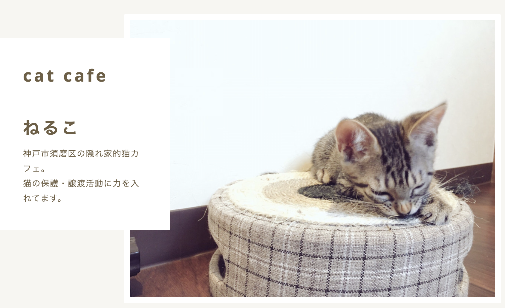 🍀神戸・猫カフェ『ねるこ』で ねこ絵画を展示中🍀保護ねこを救いたい店主の想い