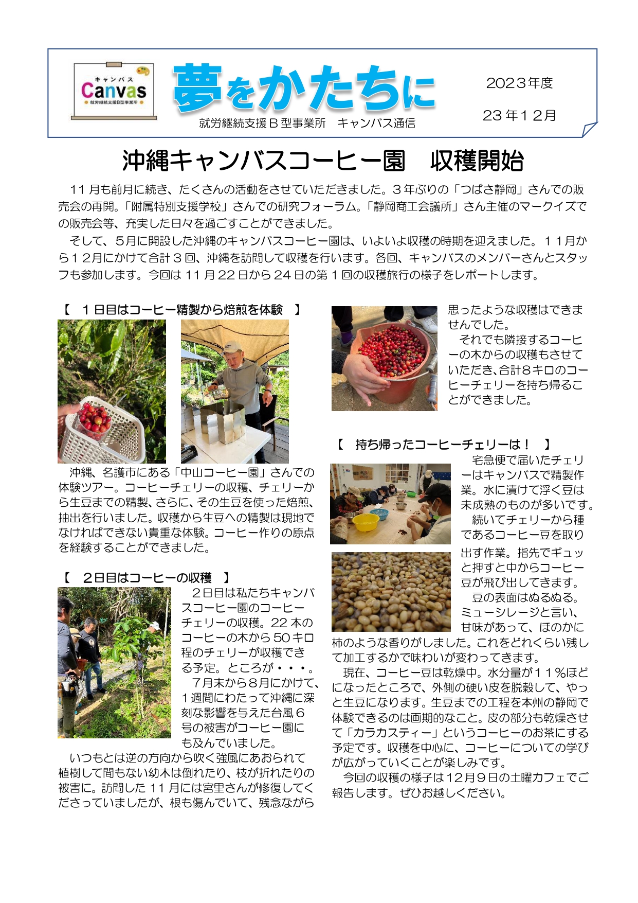 キャンバス通信(2023年12月号) 沖縄キャンバスコーヒー園　収穫開始！