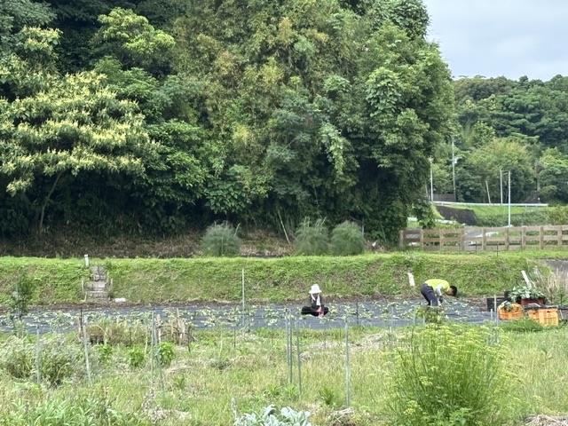 サツマイモを定植中です