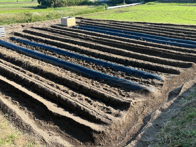 秋の作業
