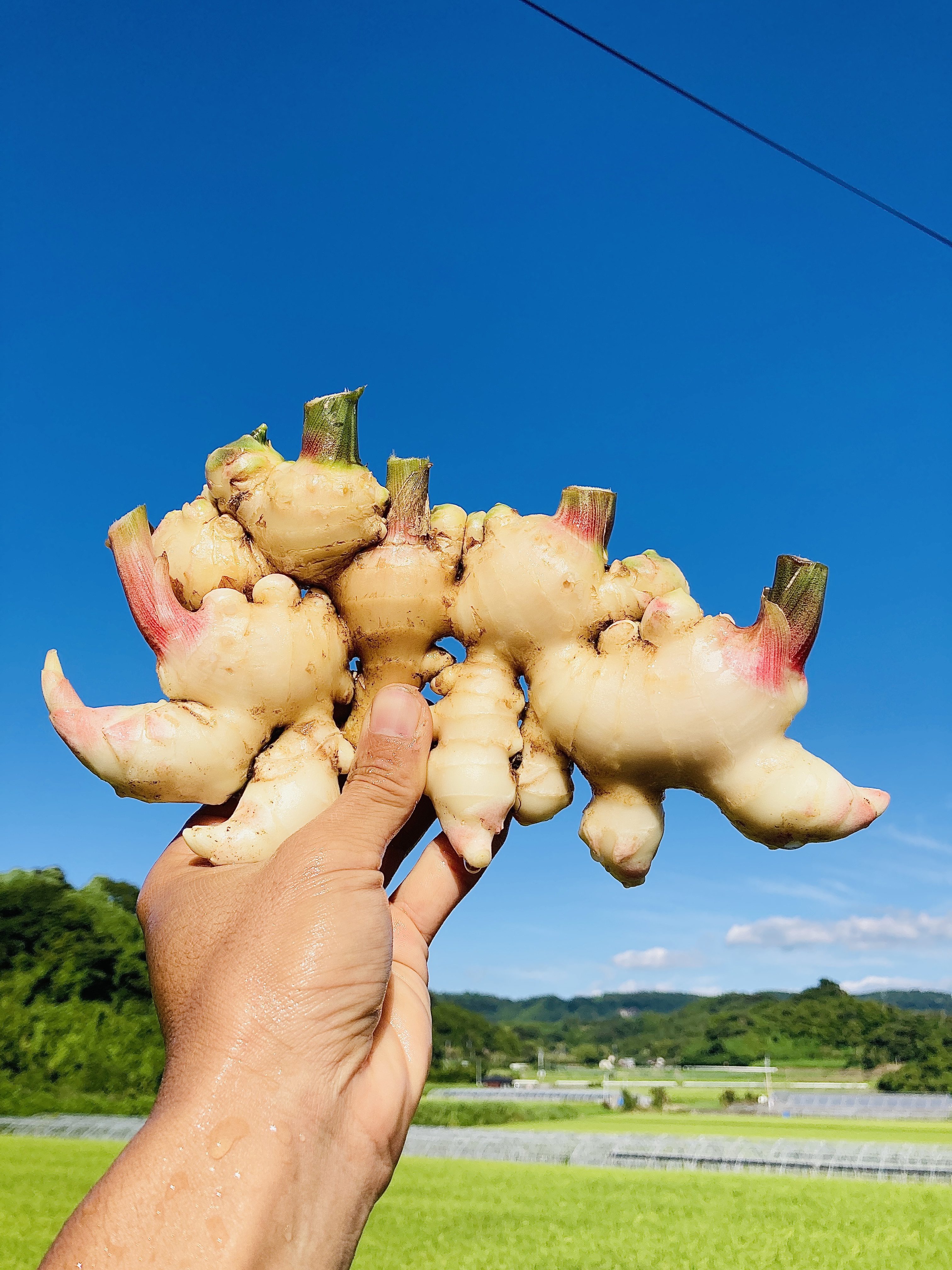 新生姜収穫とニンニクの土づくり
