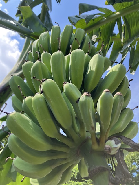 バナナ収穫はもう少し先です