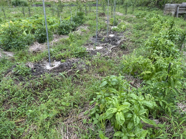 定期便のお野菜、収穫が少し遅れております(お詫び)