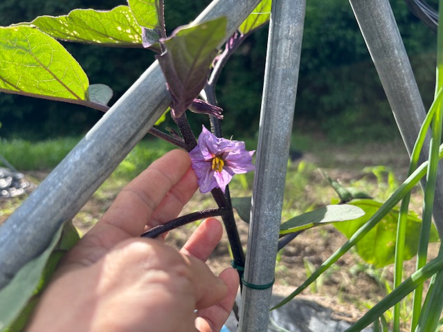 ようやくナスの一番花