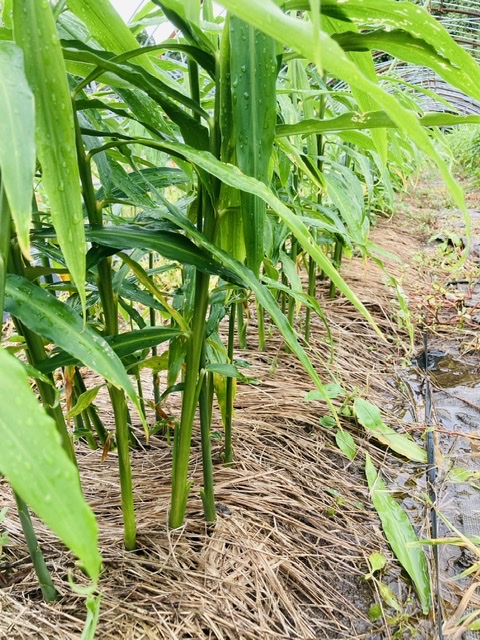 生姜を限定で出荷します