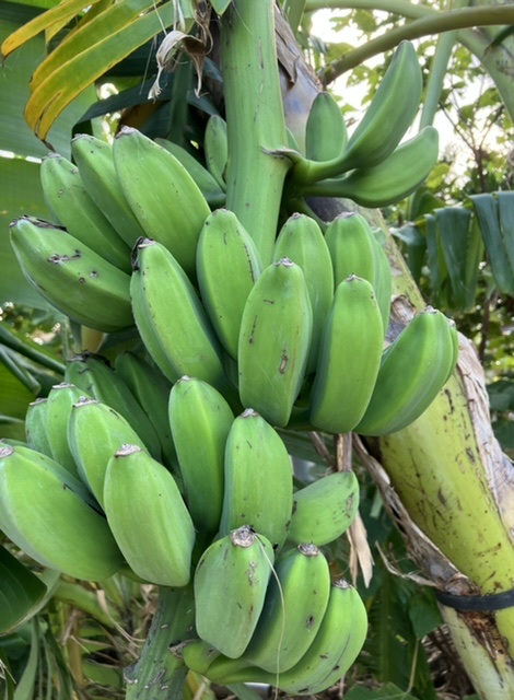 秋バナナ出荷始めます