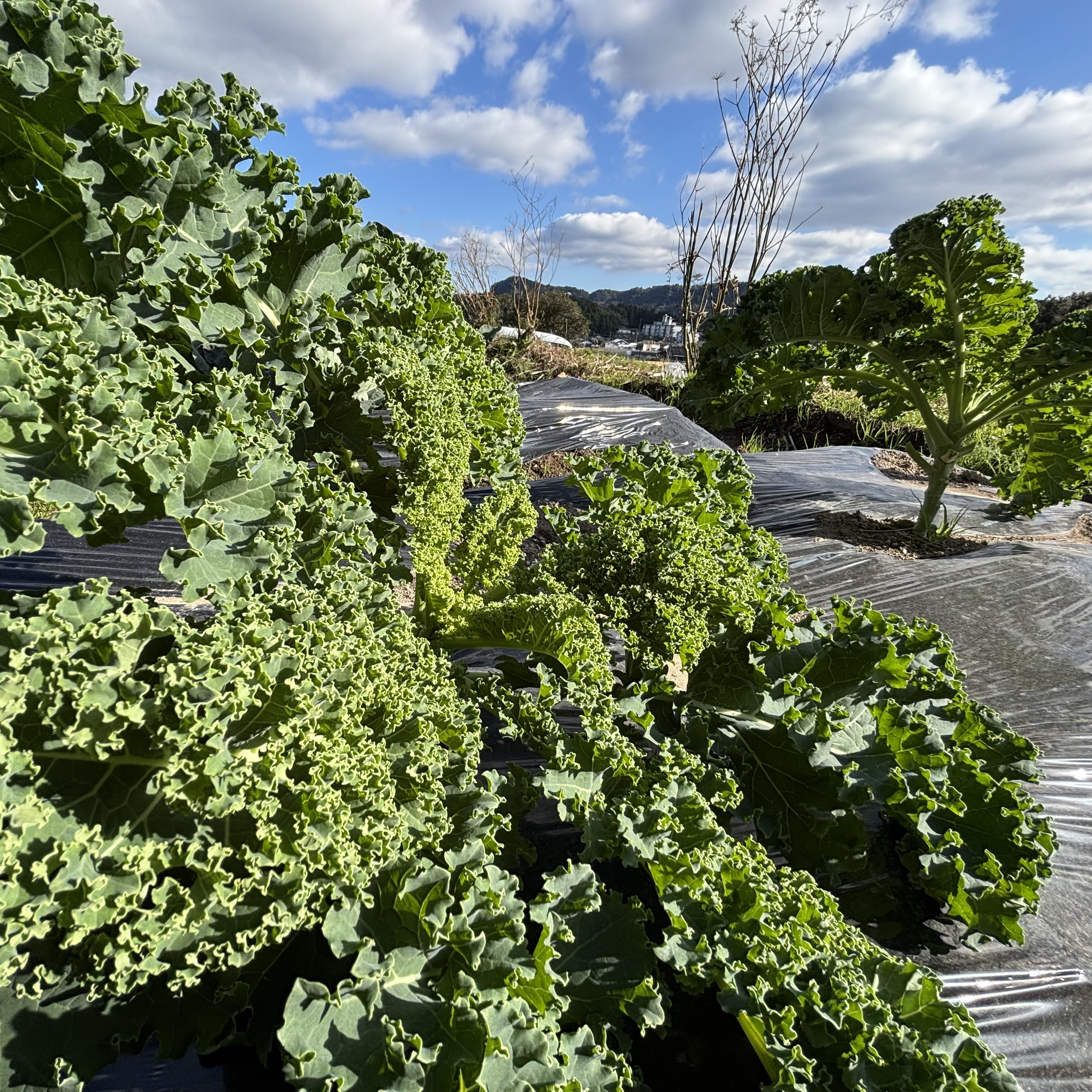 冬のお野菜セット
