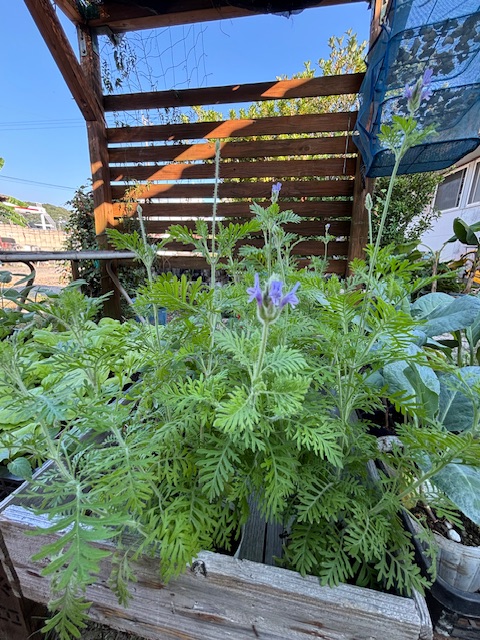 ラベンダー定植まであと少し待ちます