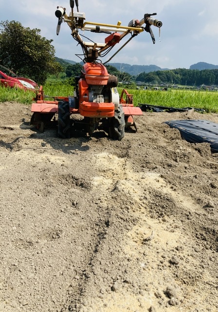 マルチングとバナナ収穫