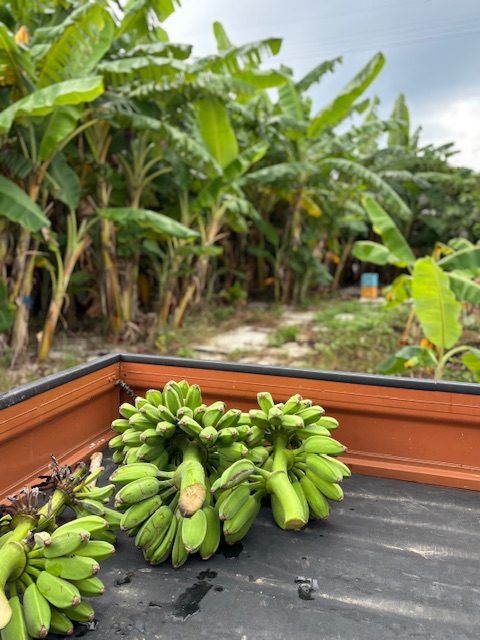 バナナ収穫お待たせ致しました!