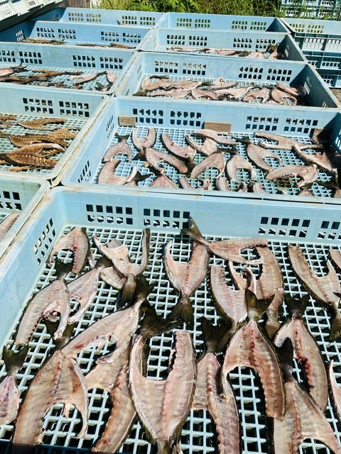 魚粉用の魚