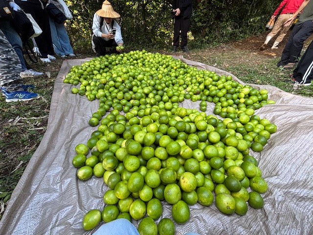 辺塚だいだい収穫祭