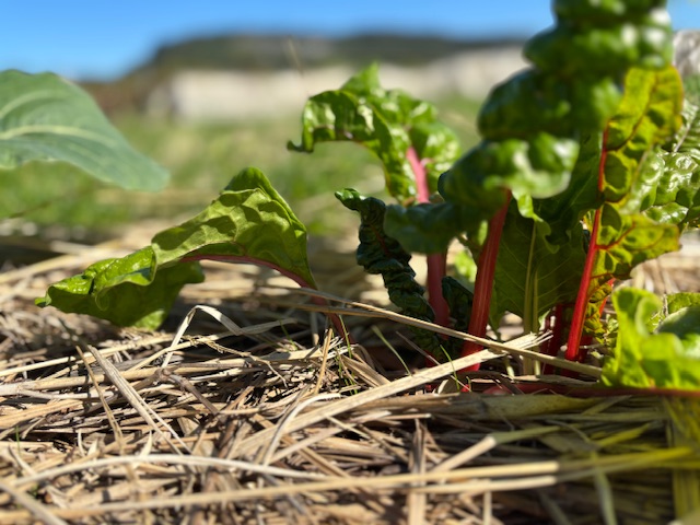 冬のお野菜たち