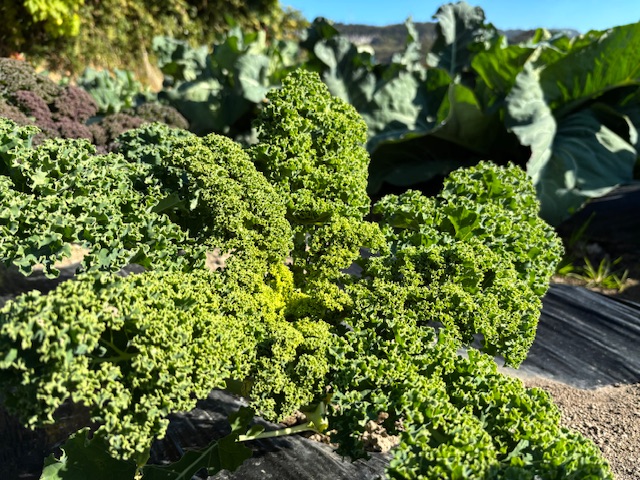 ケールの収穫始めました