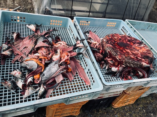 魚堆肥