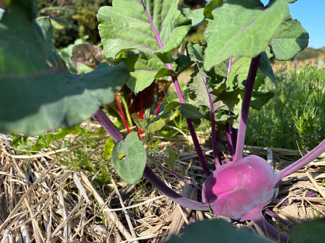 コールラビ・スイスチャード