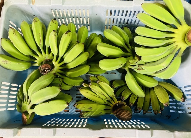 バナナ出荷