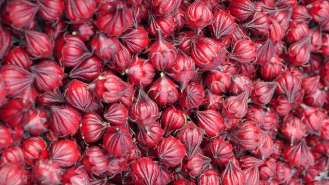 ローゼル収穫中です