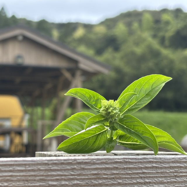 夏の香り立つバジル