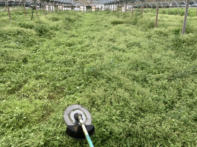 梅雨の合間、貴重な晴れ日