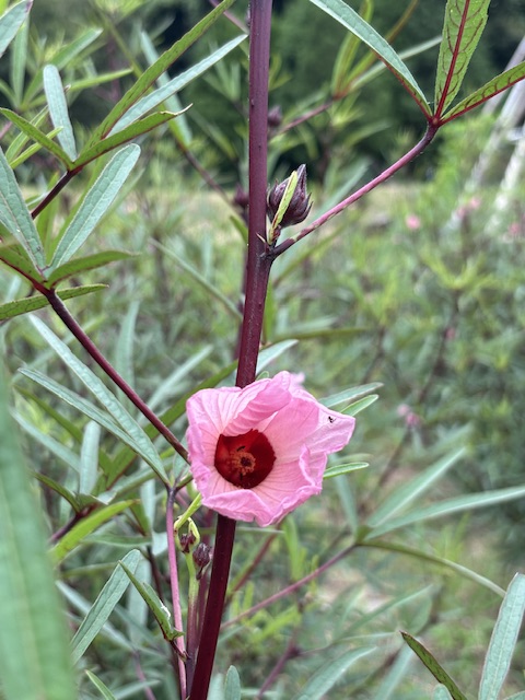 ハイビスカスローゼル開花
