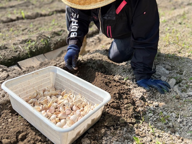 ニンニクの種植えが始まりました