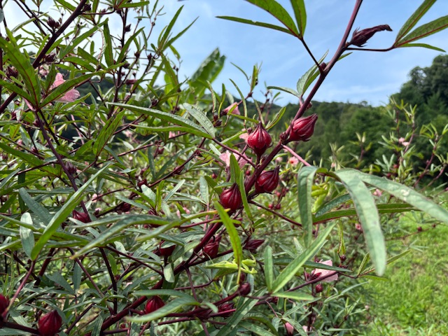 今年もローゼル収穫始まりました