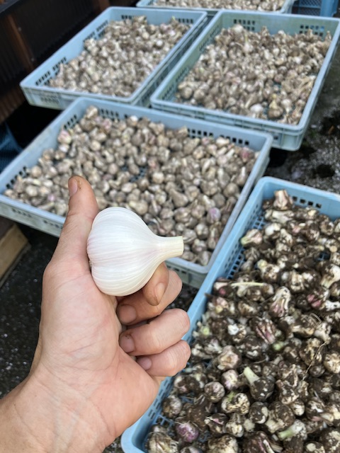 ニンニク収穫