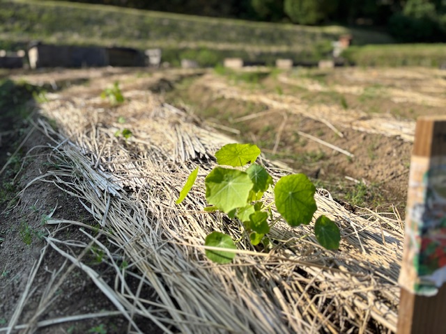 今年度のバナナは終了致しました