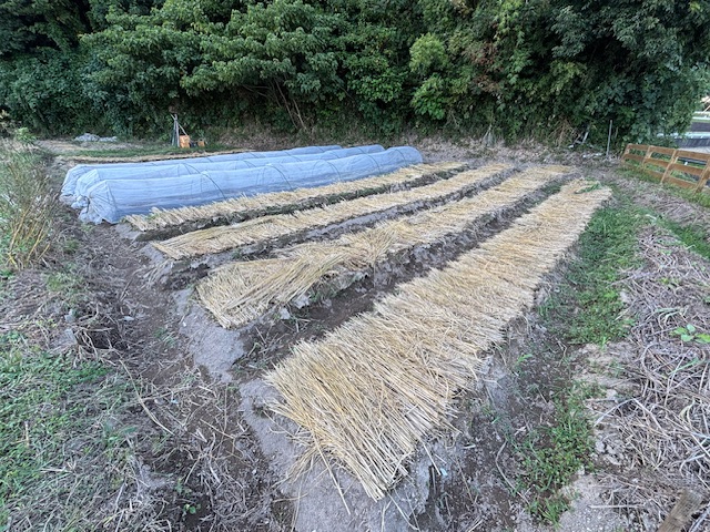 稲藁帽子を被せました