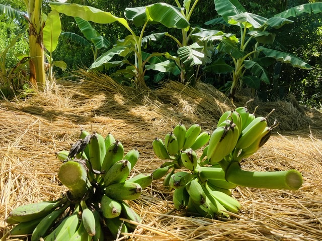 夏のバナナ収穫終了