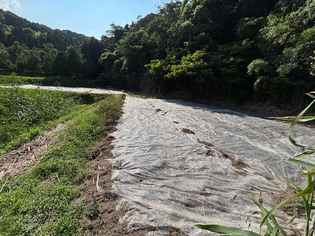 微生物散布後の、、