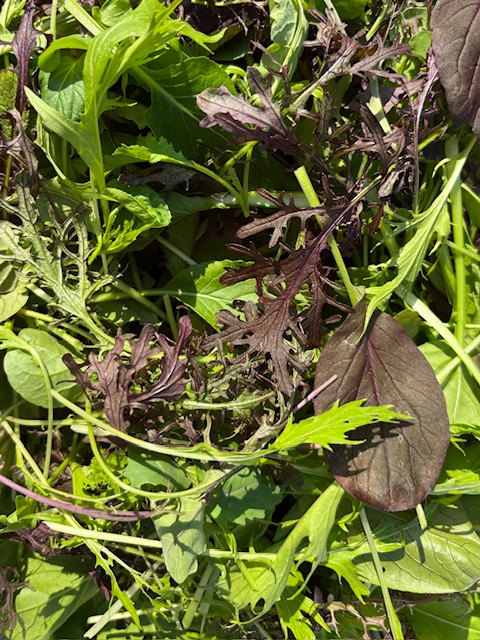 冬に備えてる農園のお野菜たち