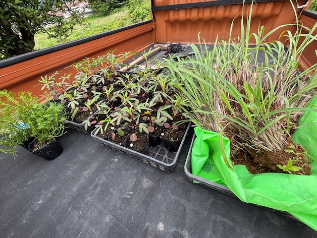 レモングラス、ローゼルなど定植しました