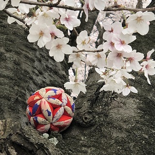 桜が満開です