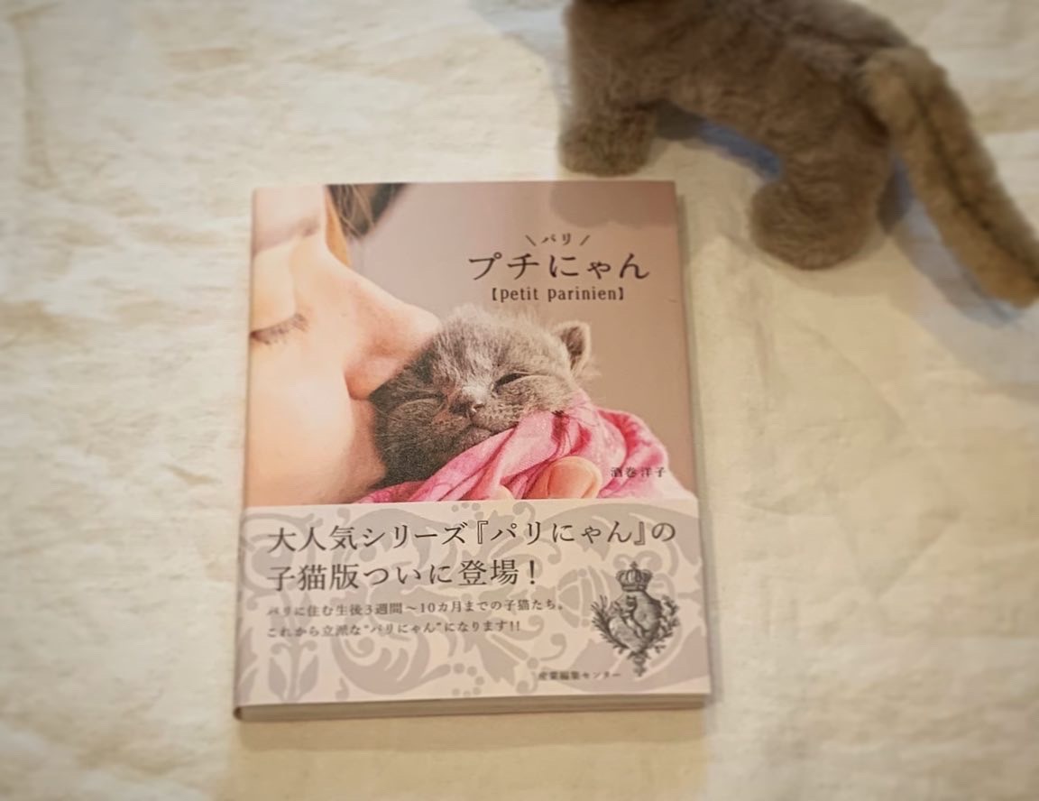 可愛い子猫の本が入荷しました❣️