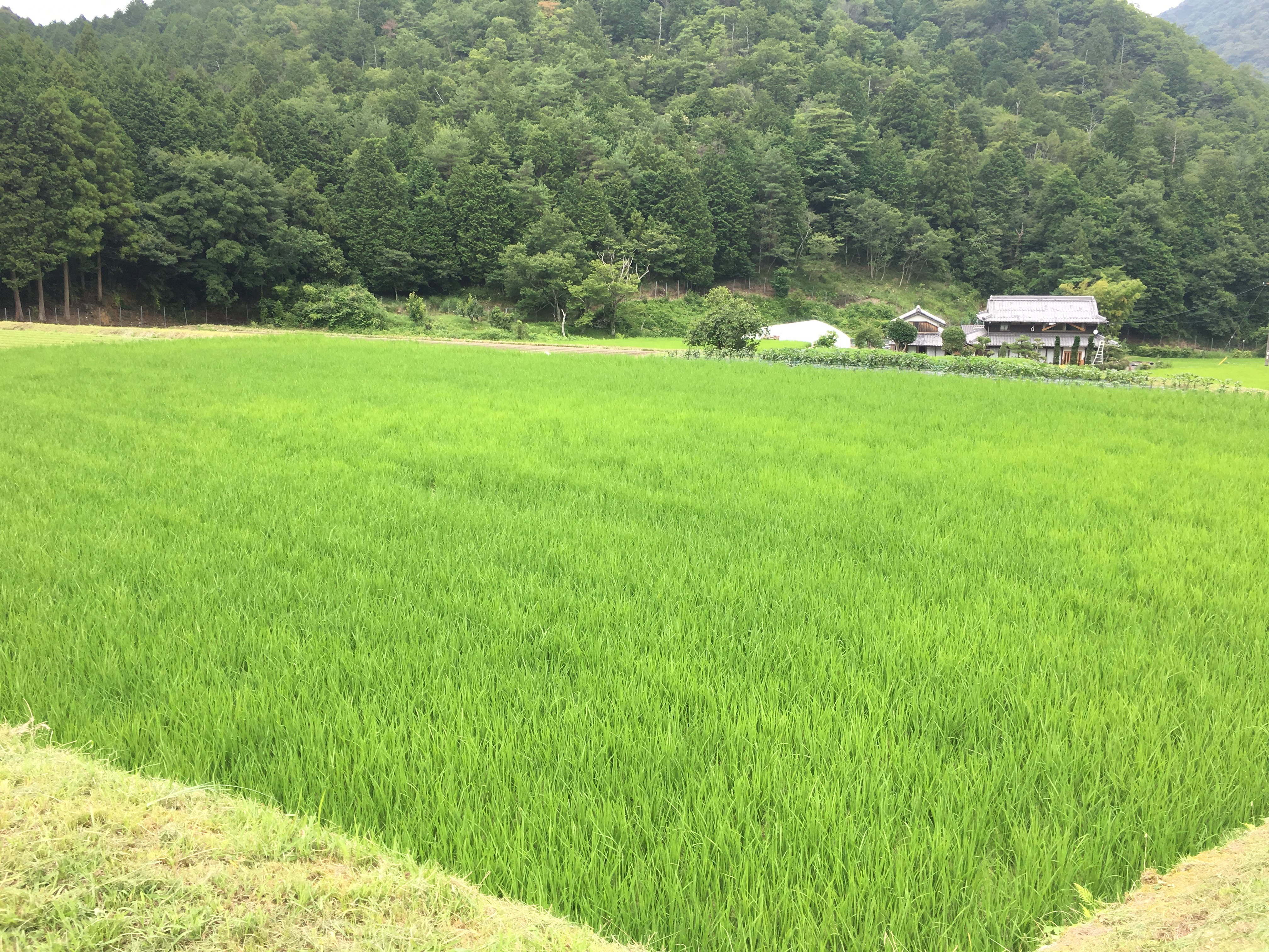 ふえのみち農園田んぼ　餅米「満月」7月、稲の生長